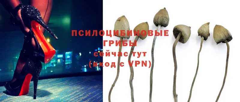 Псилоцибиновые грибы Psilocybe  Берёзовский 